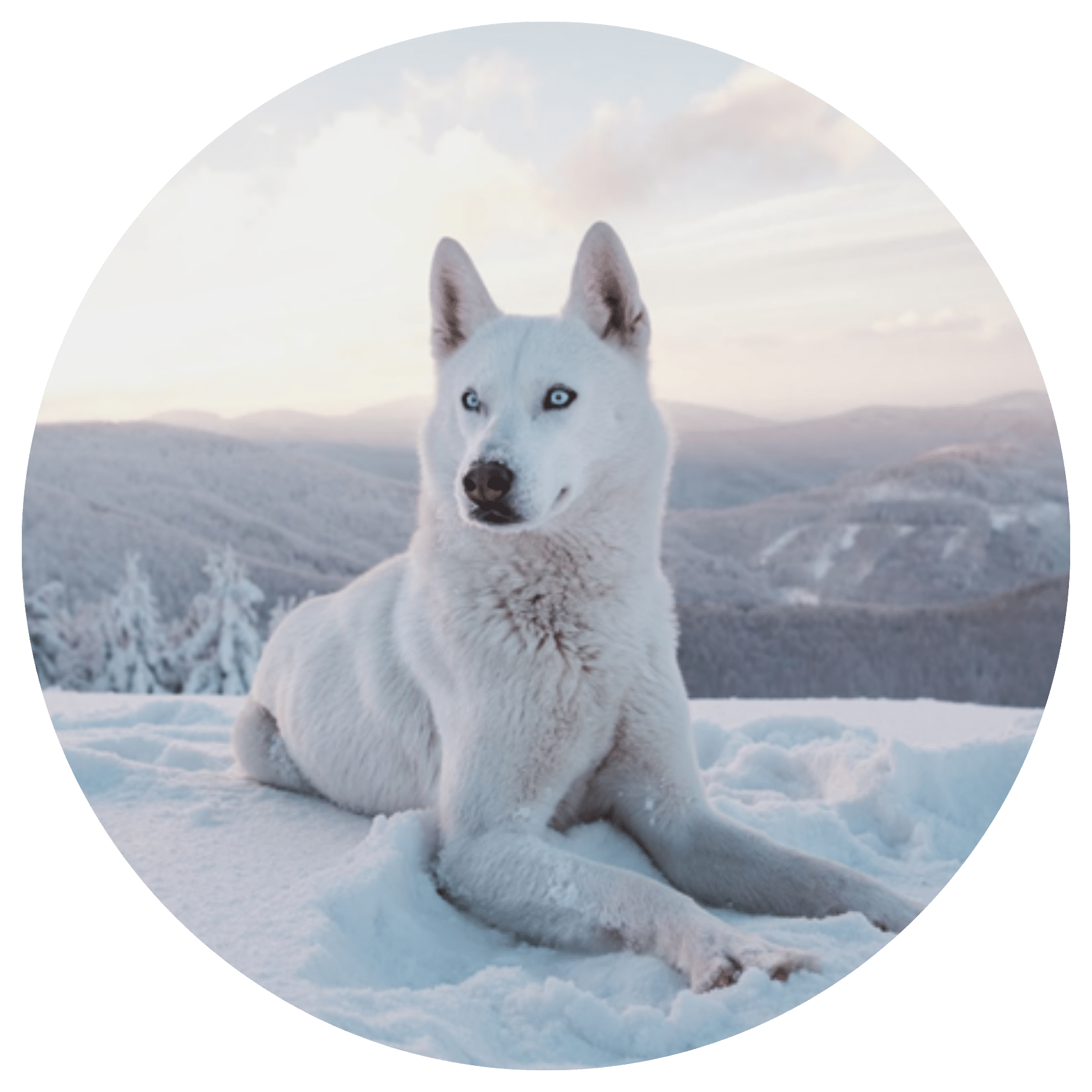 How to Reach for Your Dreams Despite the Naysayers Image