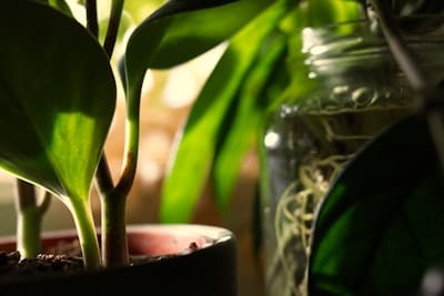 green plantlife in a pot, with roots showing in a nearby jar