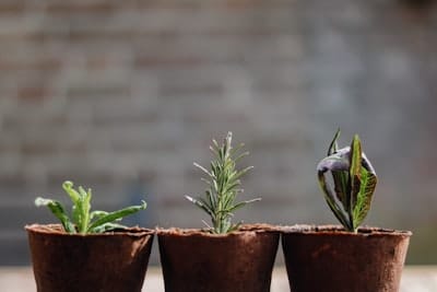 three small plants in a row, in eco-friendly pots