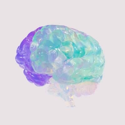 an image of a brain