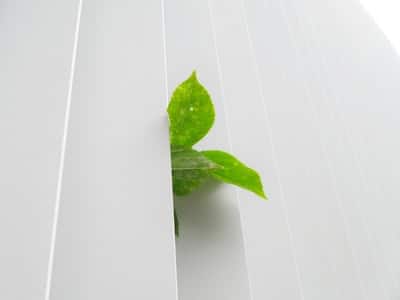 plant life growing between slats