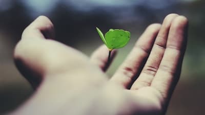 hand with new plant growth