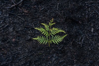 burnout-chronicstress-recovery